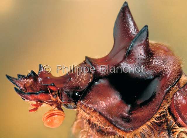 Athyreus gigas.JPG - in "Portraits d'insectes" ed. Seuil, Athyreus gigas, Bousier, Earth boring dung beetle, Coleoptera, Geotrupidae, Brésil